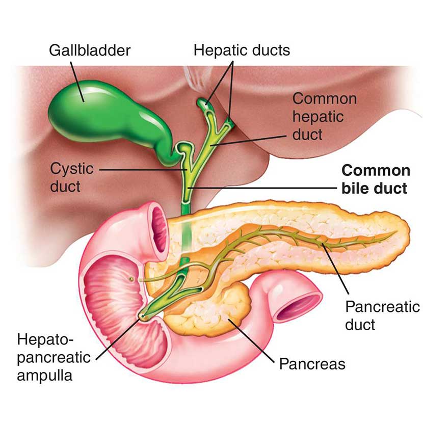 পিত্তথলিতে পাথর | জানা আছে কী রোগটির কারণ লক্ষণ ও চিকিৎসা?