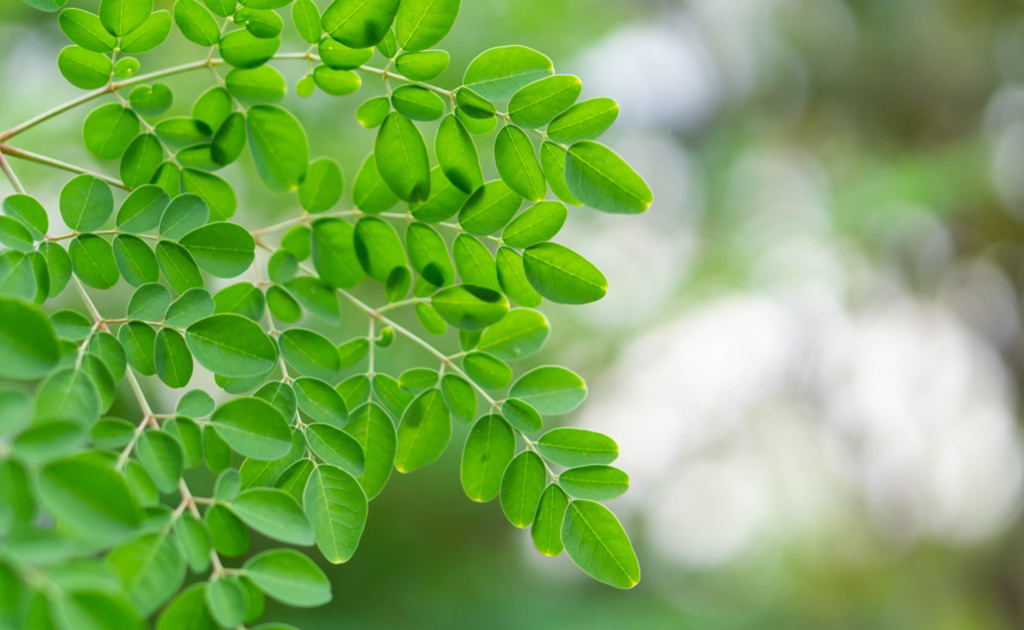 সজনে পাতার হেলথ বেনিফিটস | ডায়েট চার্টে কেন রাখবেন এই হার্বটি?